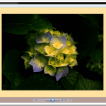 How To Fix Windows Photo Viewer Displaying Yellow Or Orange Tint For White and Transparent Images